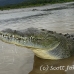 crocodile_american_tar_h_1105_cos2052.jpg